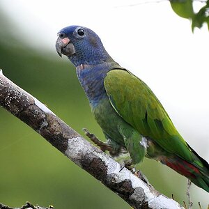 Schwarzohrpapagei (Blue-headed parrot)
1063