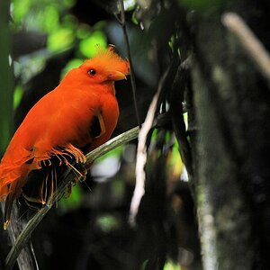 Cayenne Klippenvogel (Cock of the rock), Männchen
Iwokrama Forest
1429