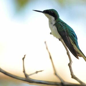Schwarzort Schmuckkolibiri (Black Eared Fairy)
Iwokrama Canopy
1653
