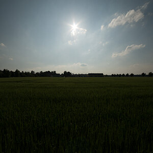 Wiese ohne Bearbeitung