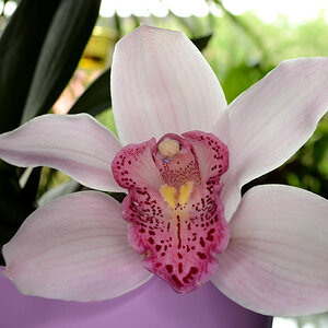 DSC 0232Cymbidie v

Orchiblüte