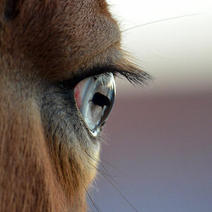 DSC 0733Eye v

Nahaufnahme Pascha