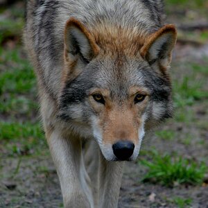 DSC 0784Wolfsaugen v