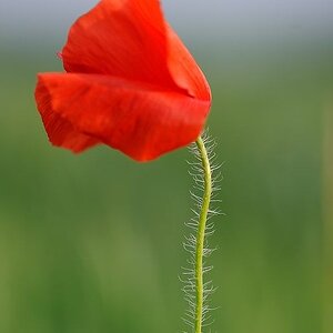 01Mohn