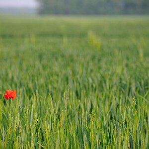 03Mohn