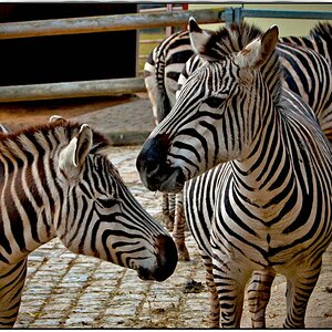 DSC 0265