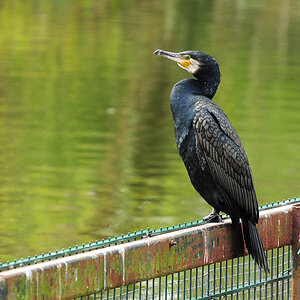 DSC 0241 Kormoran 1000