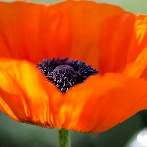Mohn im Garten. Makroaufnahme