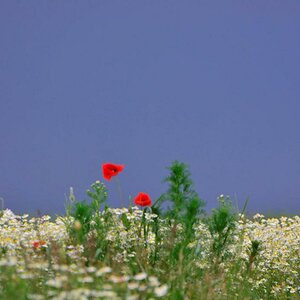 Mohn im Kamillenfeld.