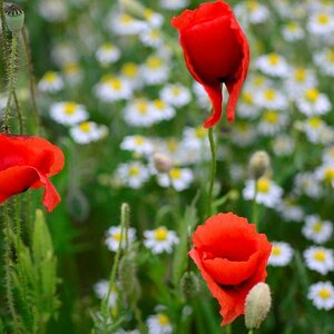 Mohn im Kamillenfeld.