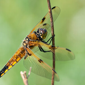 Vierflecklibelle 2012 05 30 001