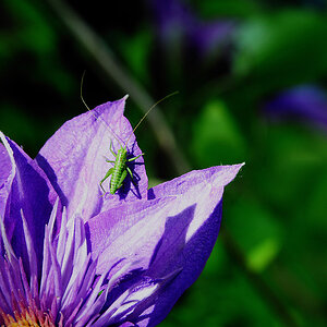 clematis*