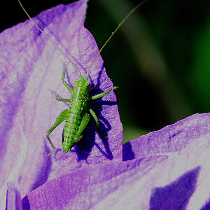 clematis & besucher 2