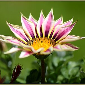 Mittagsblume