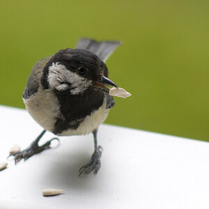 Ein Besucher