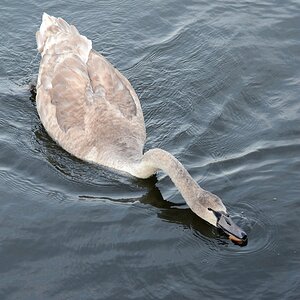 Schwan 02