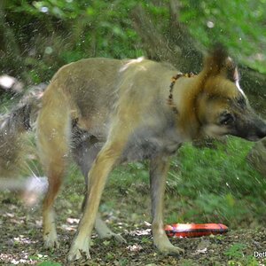 Unser Hund nach dem Bad im Bach