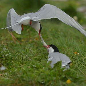 aacomp katingerwatt 20120512 2024