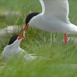 aacomp katingerwatt 20120512 2345