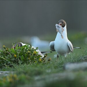 aacomp katingerwatt 20120505 5414
