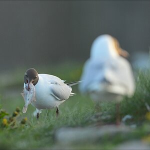 aacomp katingerwatt 20120505 5499
