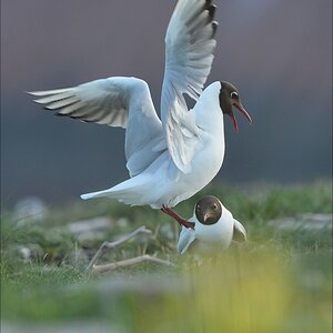 aacomp katingerwatt 20120505 5536