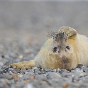 aacomp Helgoland 20120101 9572