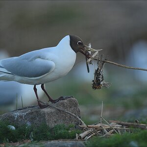 aacomp katingerwatt 20120501 0219