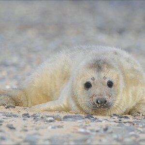 aacomp Helgoland 20120101 10385