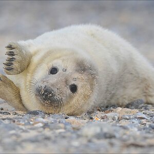 aacomp Helgoland 20120101 10446
