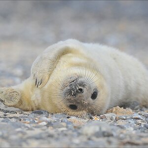 aacomp Helgoland 20120101 10418