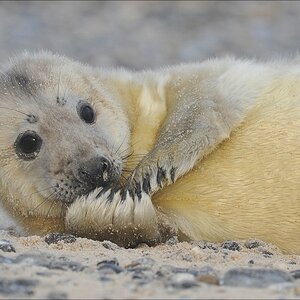 aacomp Helgoland 20120101 10514