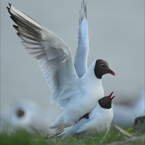 aacomp katingerwatt 20120501 0678