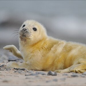 aacomp Helgoland 20120102 11973