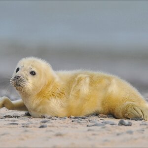 aacomp Helgoland 20120102 12021