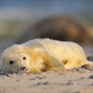 aacomp Helgoland 20120102 12460