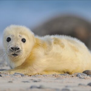 aacomp Helgoland 20120102 12468