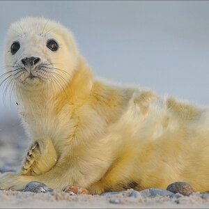 aacomp Helgoland 20120102 12529