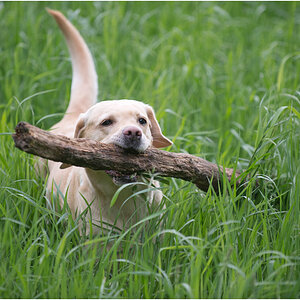 sina im gras2