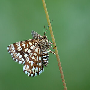Gitterspanner 2012-05-27