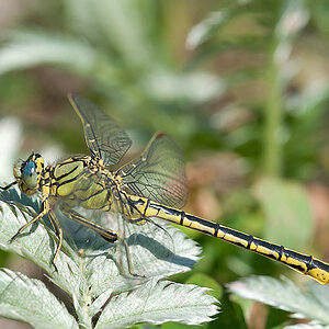 Keiljungfer 2012 05 26 04