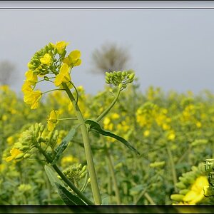 Rapsfeld - April 2012 - DSC 2966