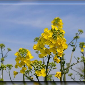 Raps - April 2012 -DSC 3000