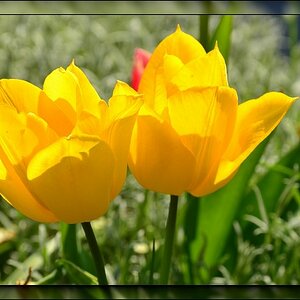 Tulpenblüten in gelb - DSC 3080verkl