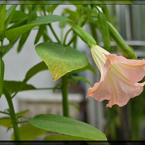 DSC 4087
