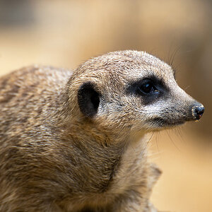2120530 6478 Erdmännchen Zoo Linz 900h