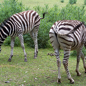 2120530 3648 Zebras ZooLinz 900h