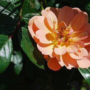 DSC 9812