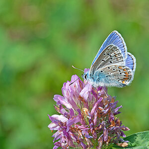 Bläuling 2012 05 10 001