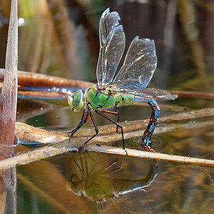 Anax Imperator 2012 05 30 003